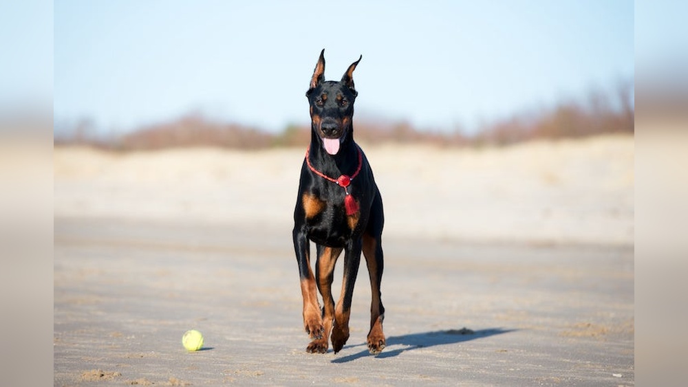 Doberman Puppy Tips