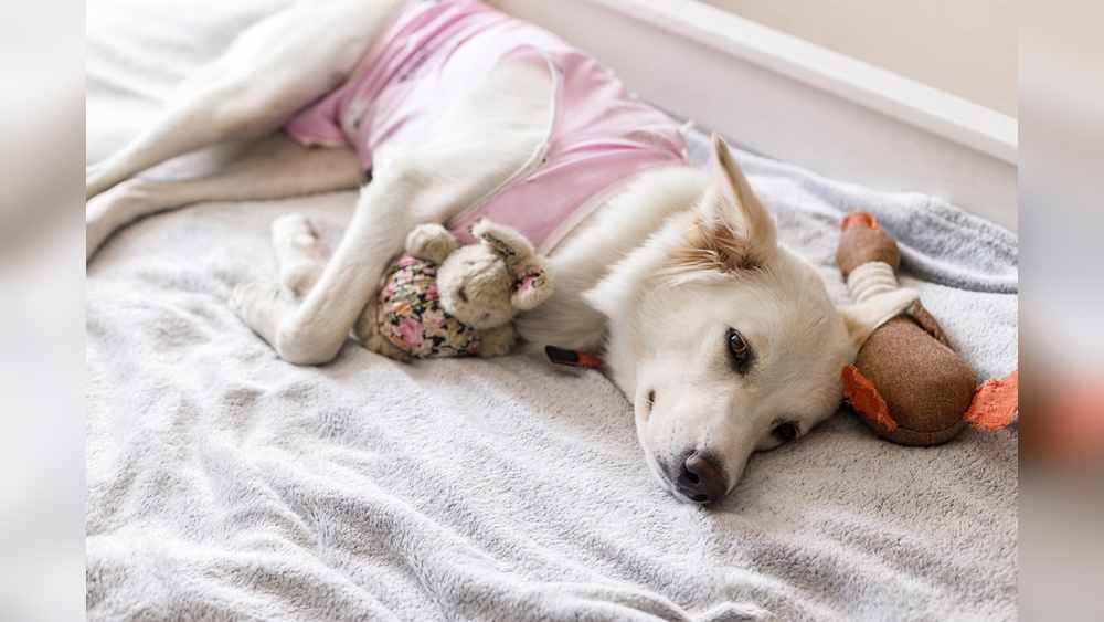 Dog Behavior After Spay
