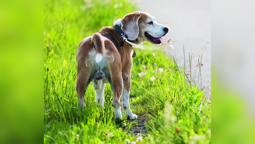 Dog Behavior After Spaying