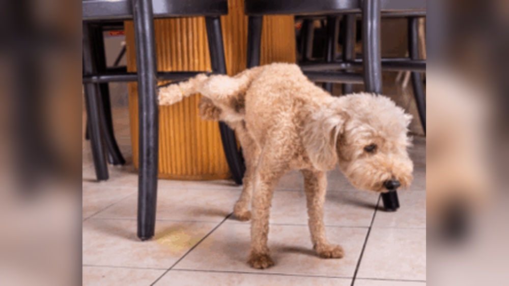Dog Behavior Peeing in House