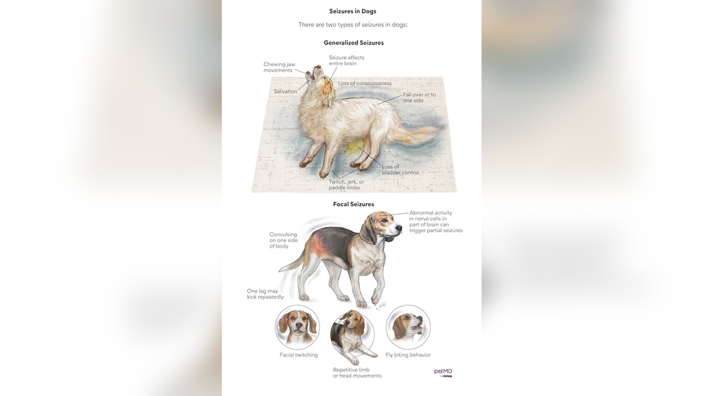 Dog Post Seizure Behavior