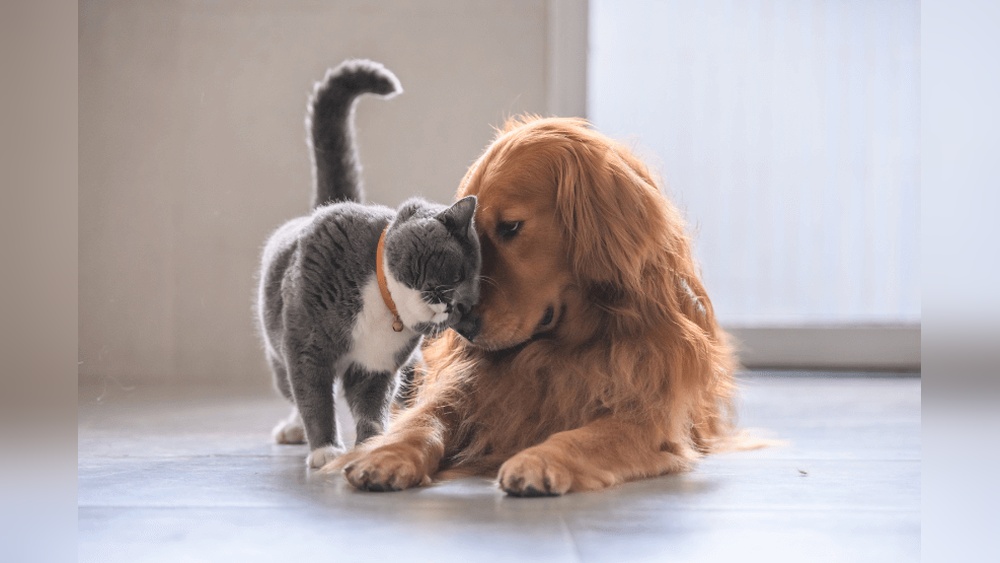 Golden Retrievers are the Best Dogs