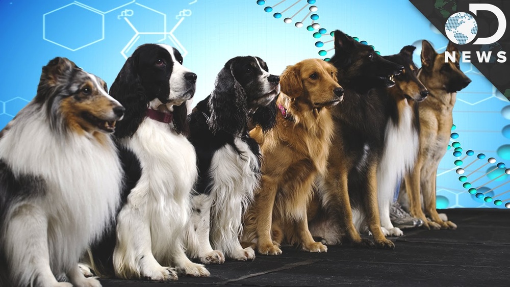 How are Dog Breeds Created