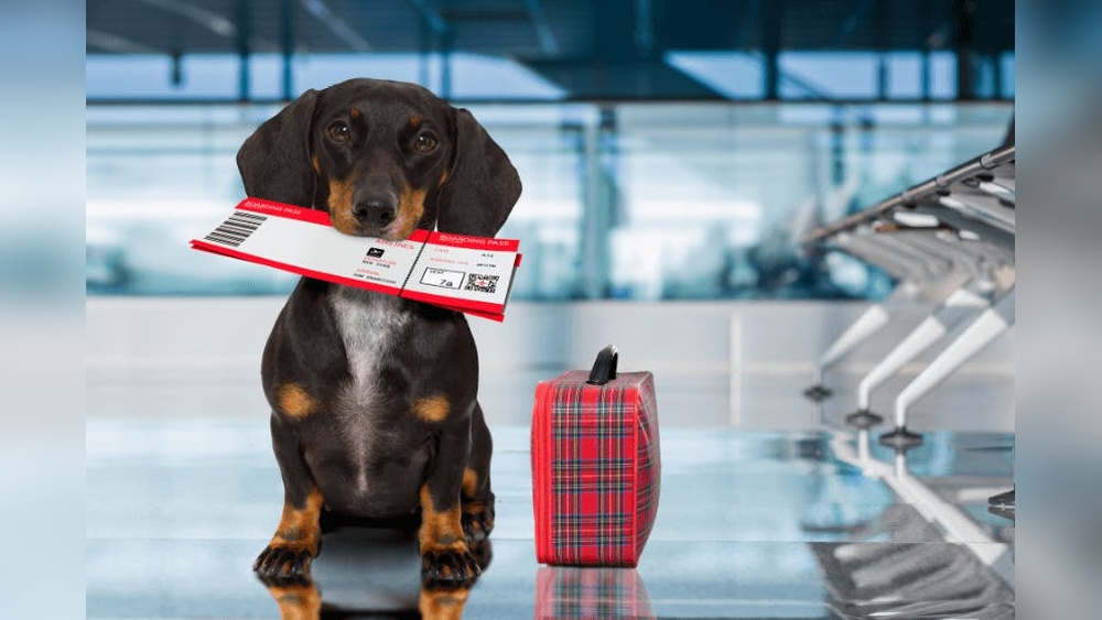 How Can You Travel With a Dog