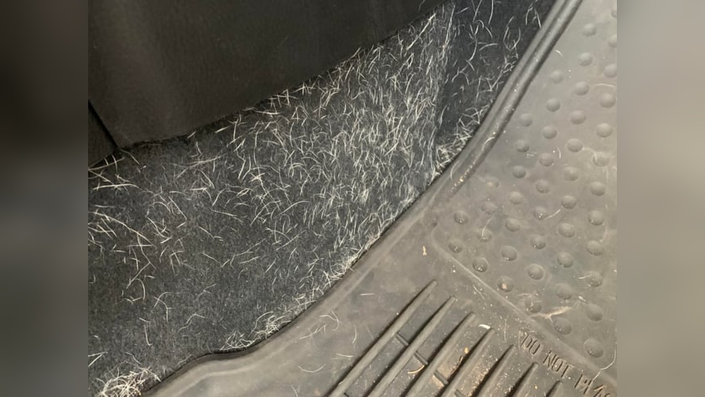 How Do I Get Dog Hair Out of My Car