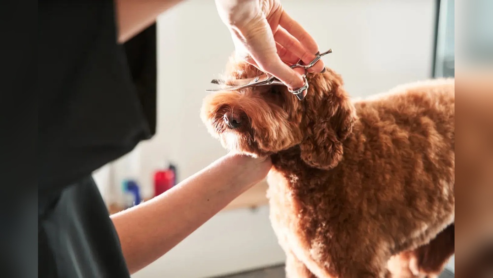 How Do I Groom My Dog at Home: Easy Steps for Perfect Pet Care