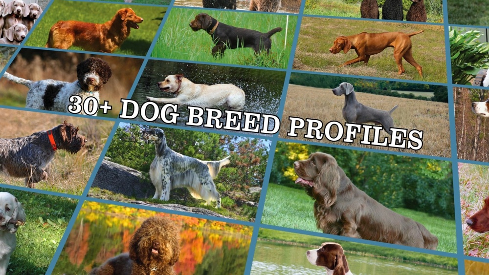 How Many Dog Breeds are There Akc