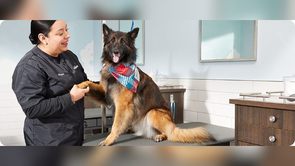 How Much Does a Dog Groomer Make at Petsmart