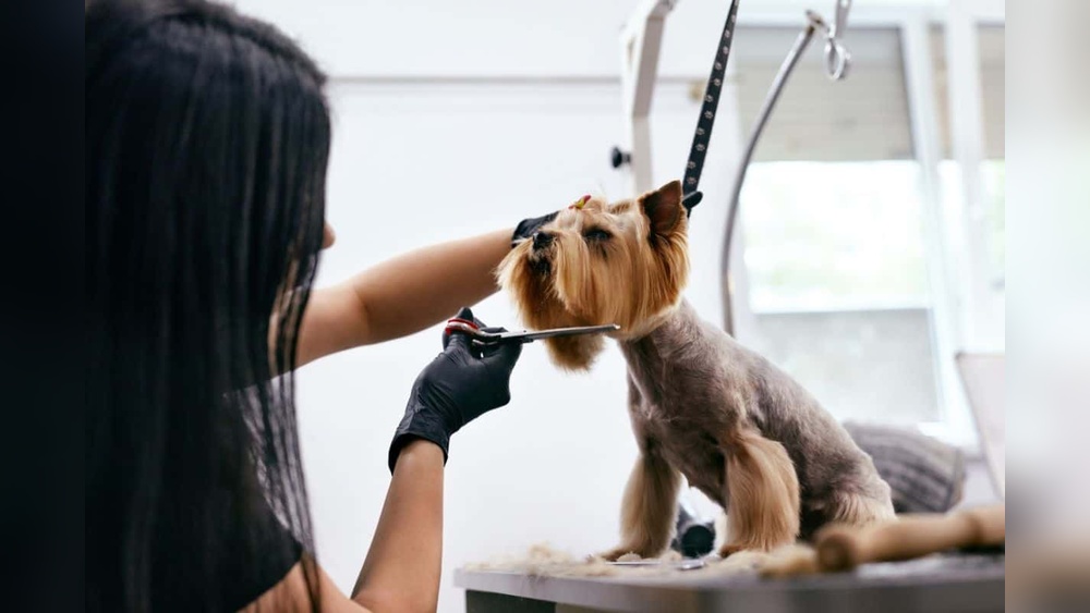 How Much is It for Dog Grooming