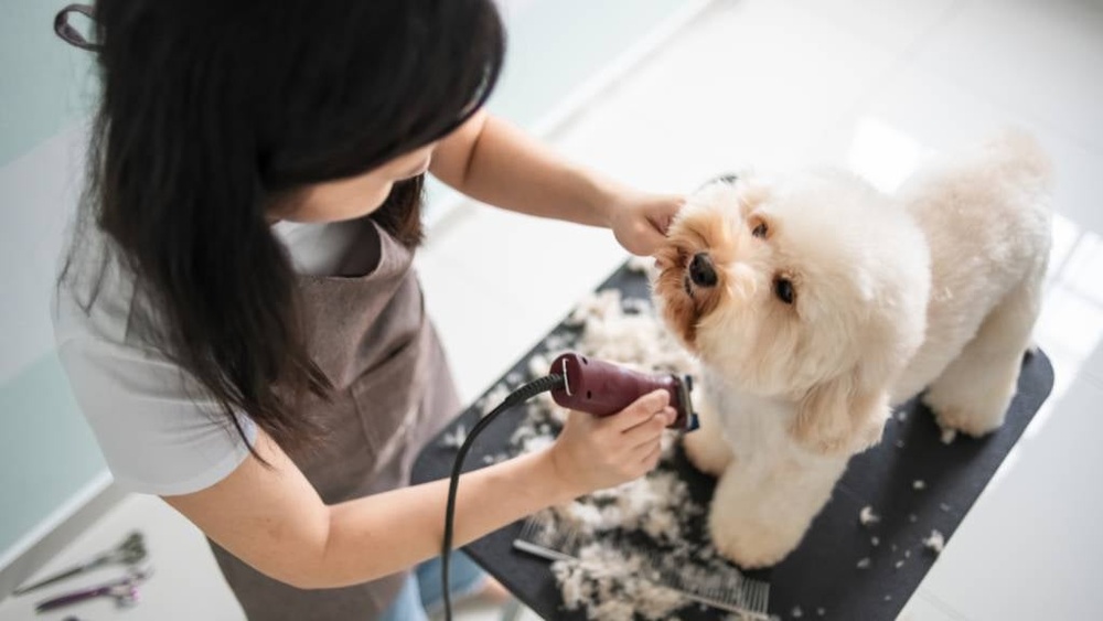 How Often Should You Have Your Dog Groomed