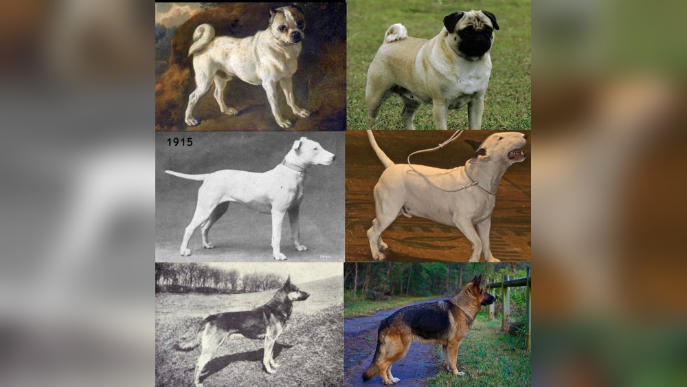 How Old Should Dog Be before Breeding