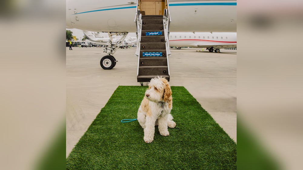 How to Air Travel With a Dog