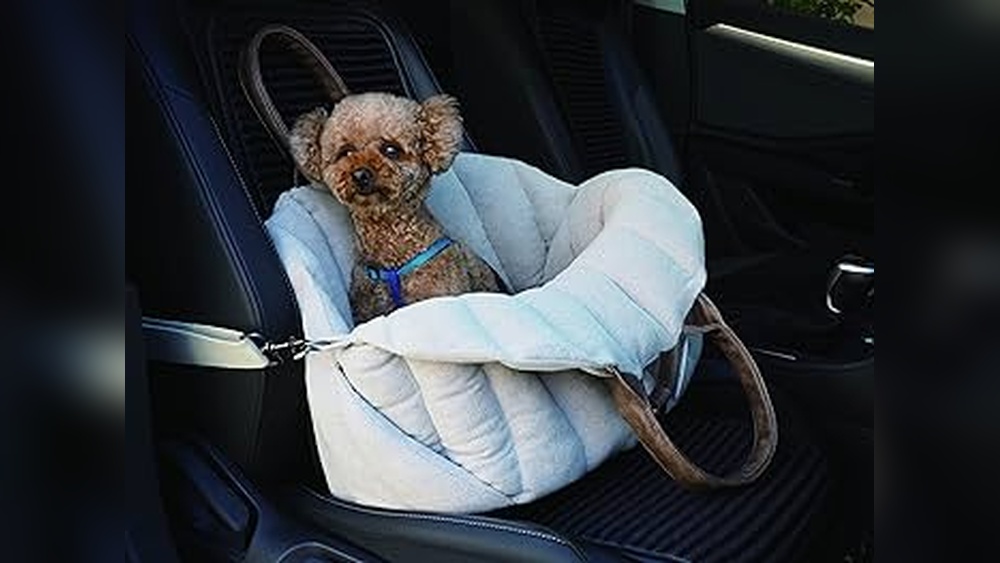 How to Carry Dog in Car