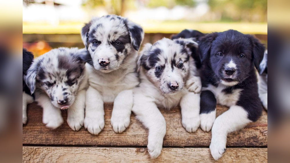 How to Choose a Dog Breeder