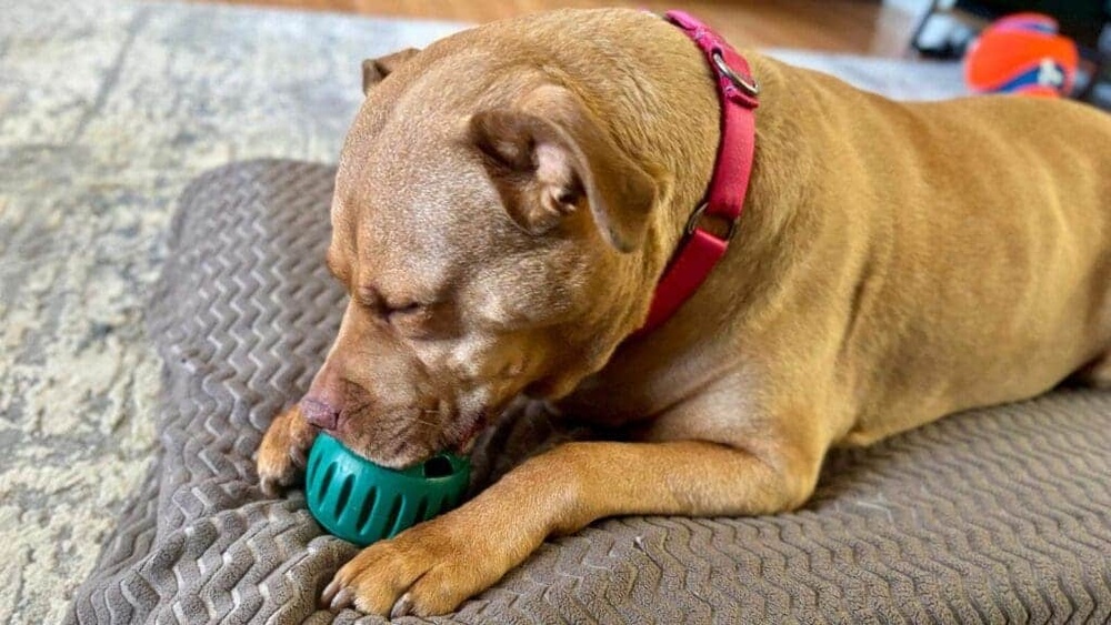 How to Entertain a Dog Who Doesn'T Like Toys
