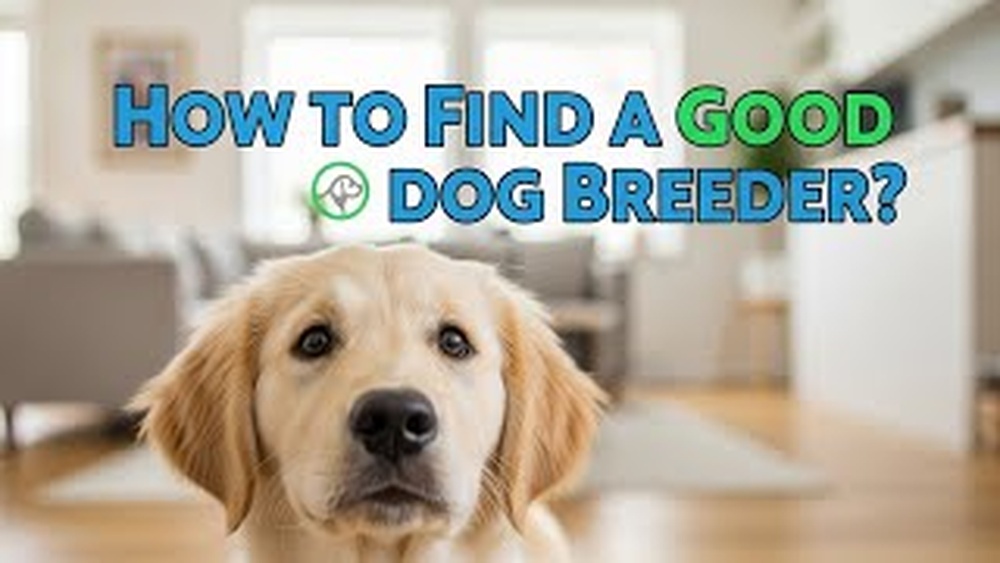 How to Find a Reputable Dog Breeder