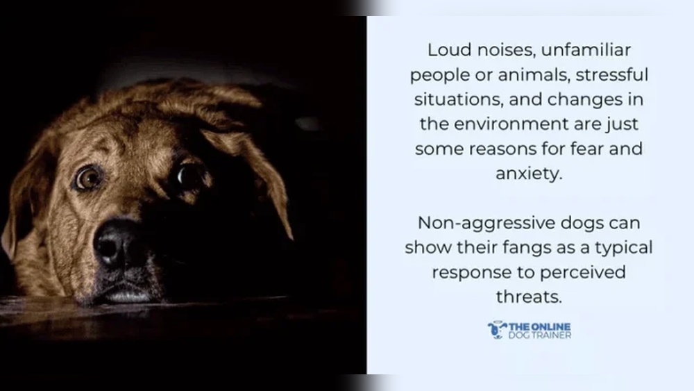 How to Fix Aggressive Behavior in Dogs: Proven Tips That Work