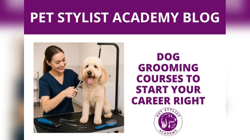 How to Get into Dog Grooming