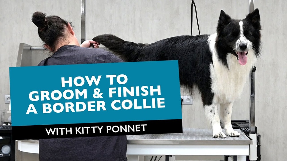 How to Groom a Collie Dog
