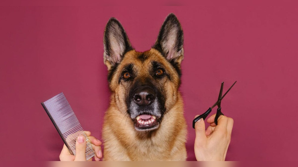 How to Groom a German Shepherd Dog