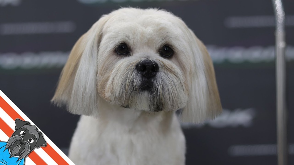 How to Groom a Lhasa Apso Dog