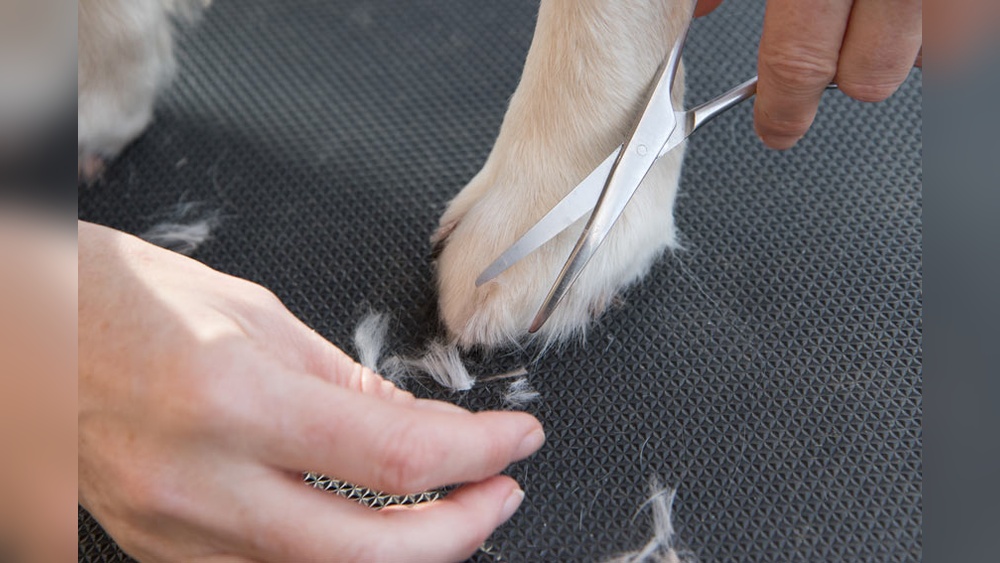 How to Groom Dog Paws