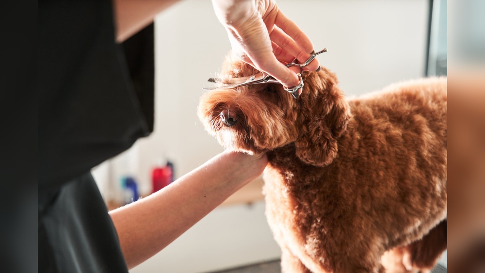 How to Groom Dog