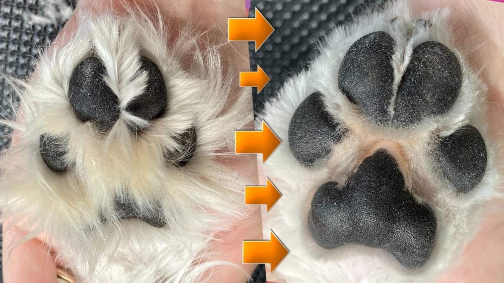 How to Groom Dogs Paws