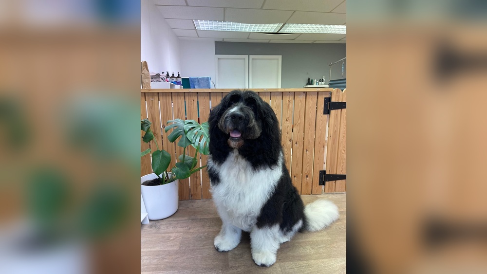 How to Groom Newfoundland Dog: Essential Tips for a Perfect Coat