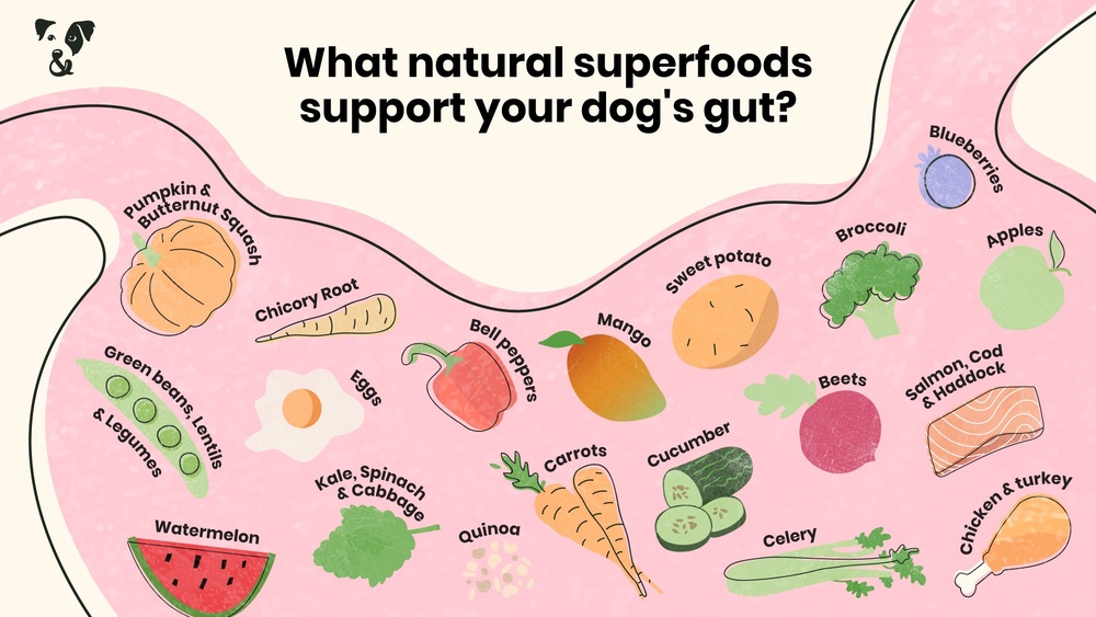 How to Help My Dogs Gut Health