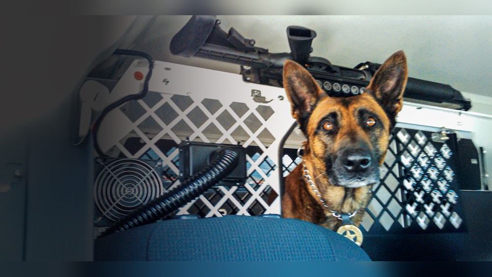How to Keep Car Cool for Dog