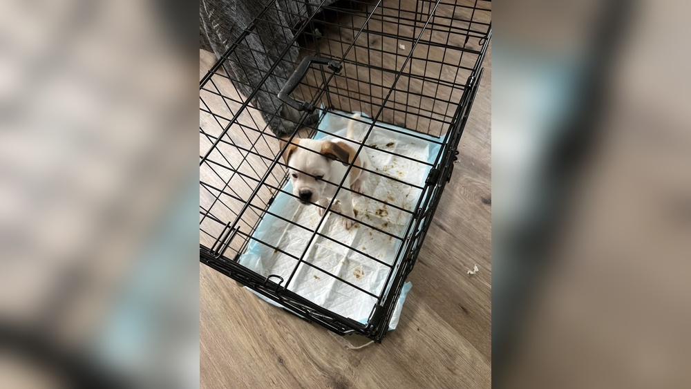 How to Potty Train a Dog With a Crate