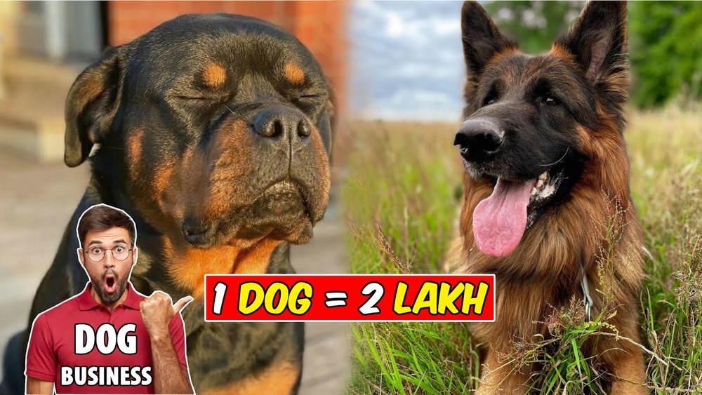 How to Start Dog Breeding Business
