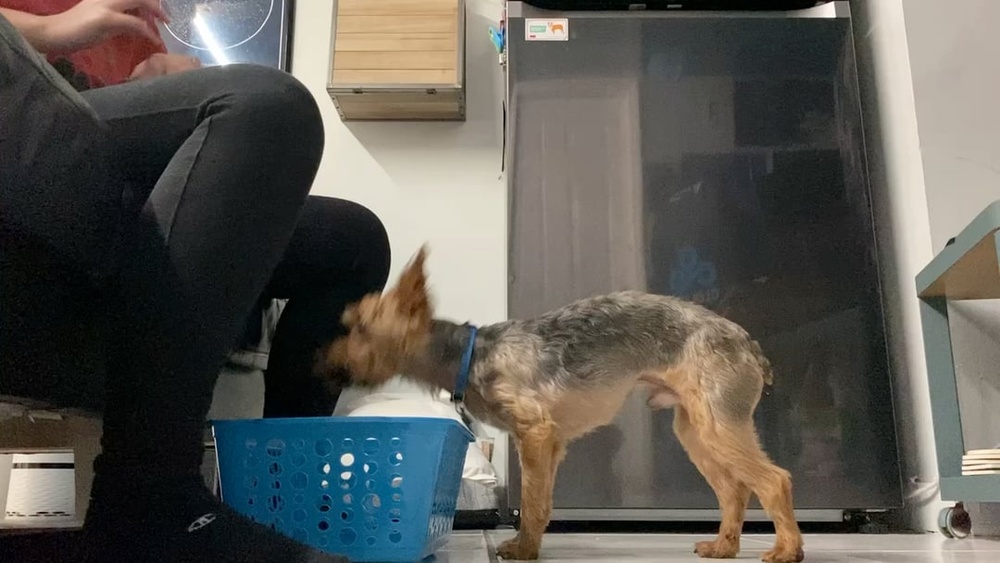 How to Teach Your Dog to Put His Toys Away: Easy Steps for Success