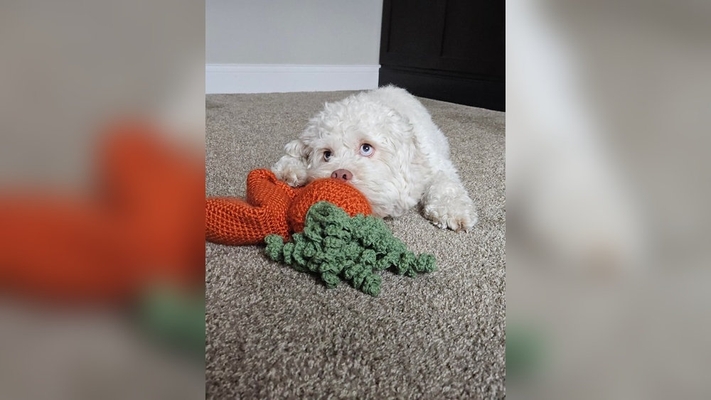 How to Train a Non Food Motivated Dog: Expert Tips That Work