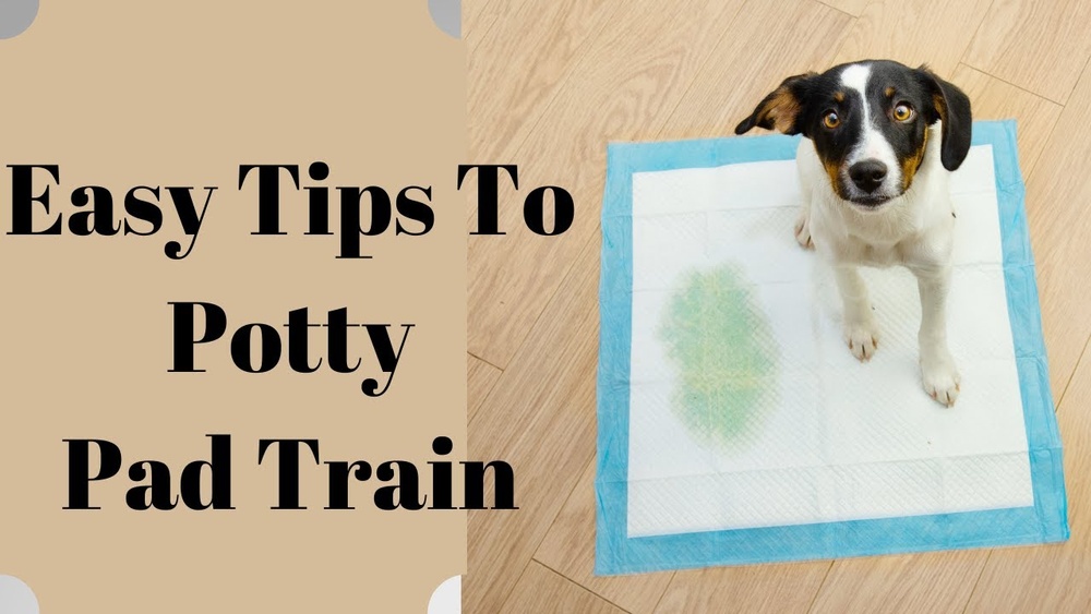How to Train Dog to Pee on Pads