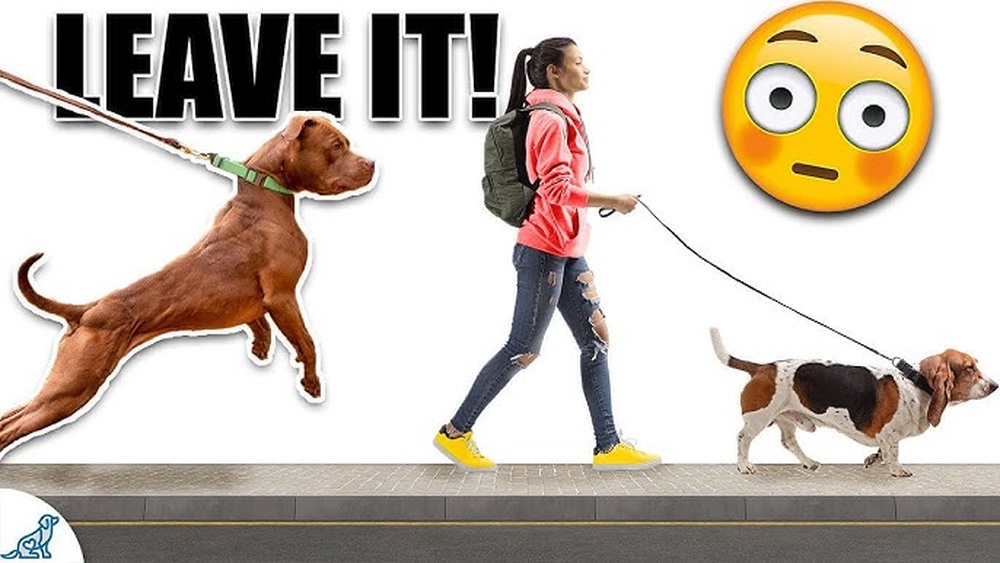 How to Train My Dog to Ignore Other Dogs