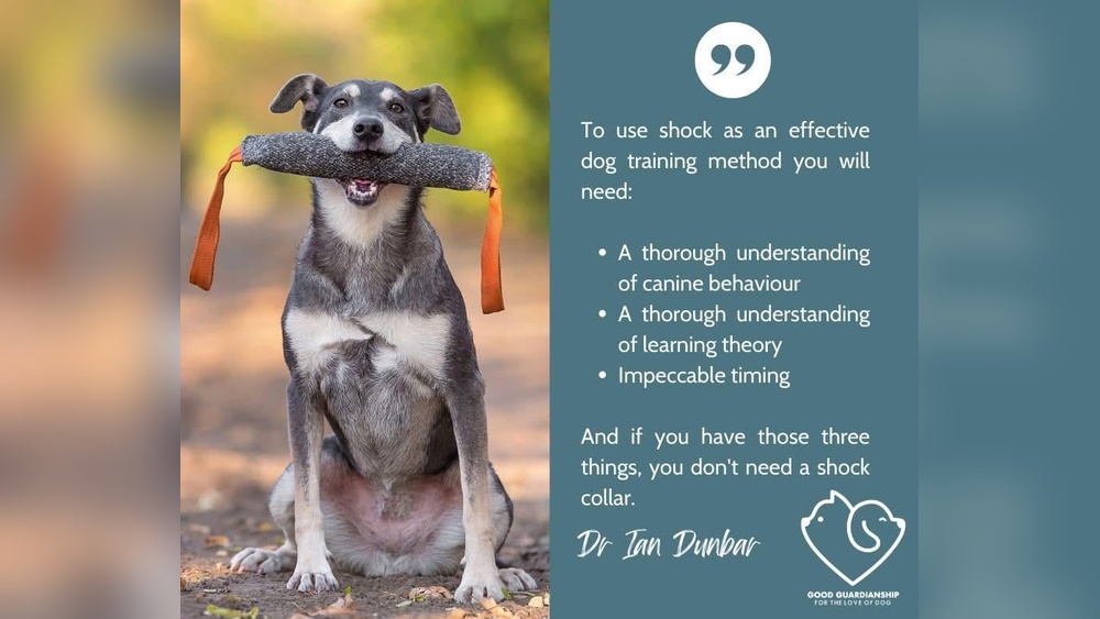 How to Train Your Dog on a Shock Collar