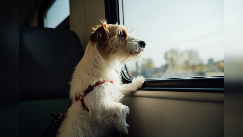 How to Travel With a Dog