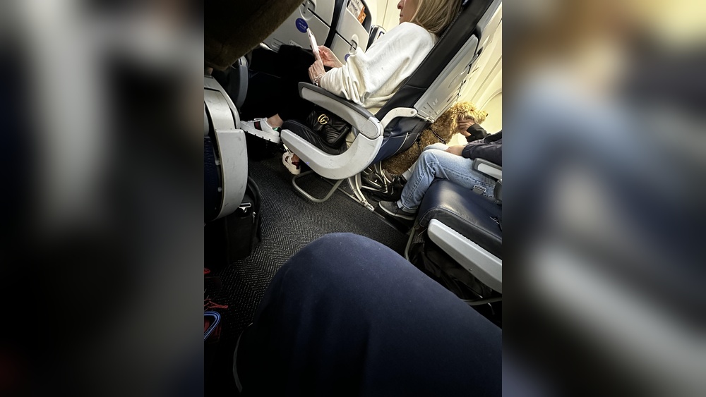 How to Travel With Large Dog on Plane