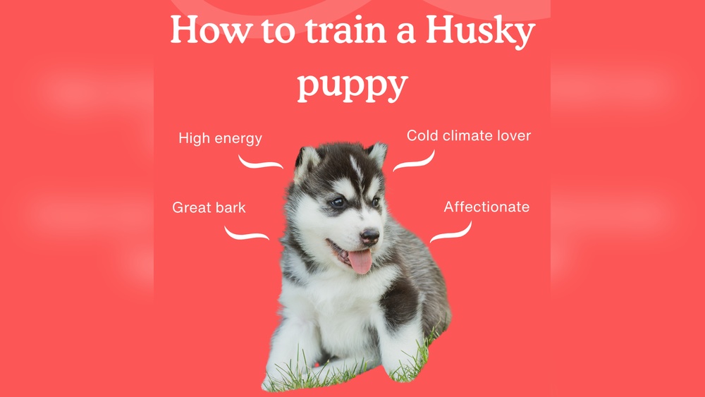 Husky Puppy Tips
