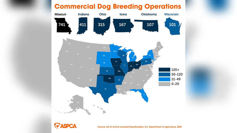 Is Dog Breeding Legal