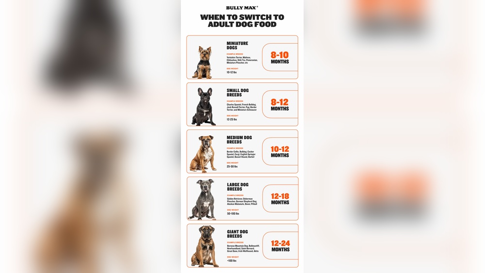 Is Feeding Puppy Food to an Adult Dog Bad