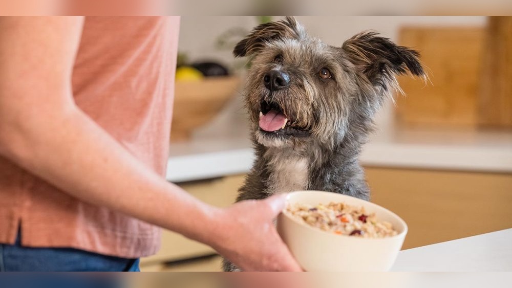 Is It Ok for Adult Dogs to Eat Puppy Food