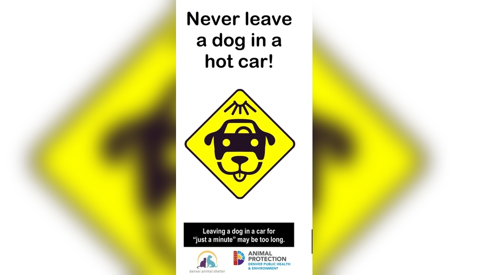 Is It Ok to Leave Dog in Car