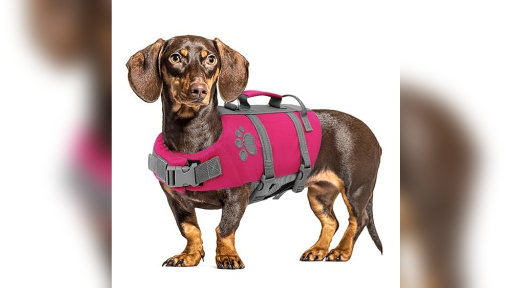 Kayaking Accessories for Dogs
