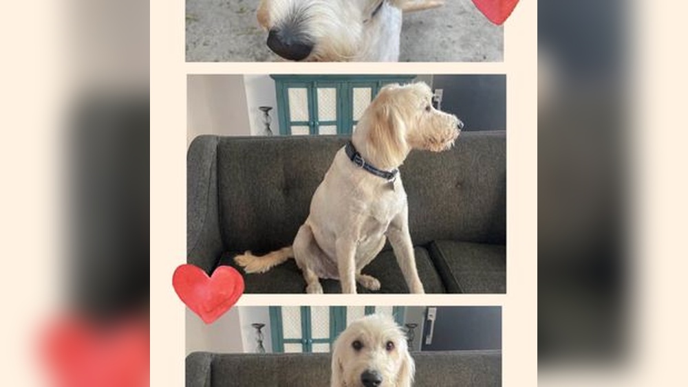 My Best Friend Dog Groomer