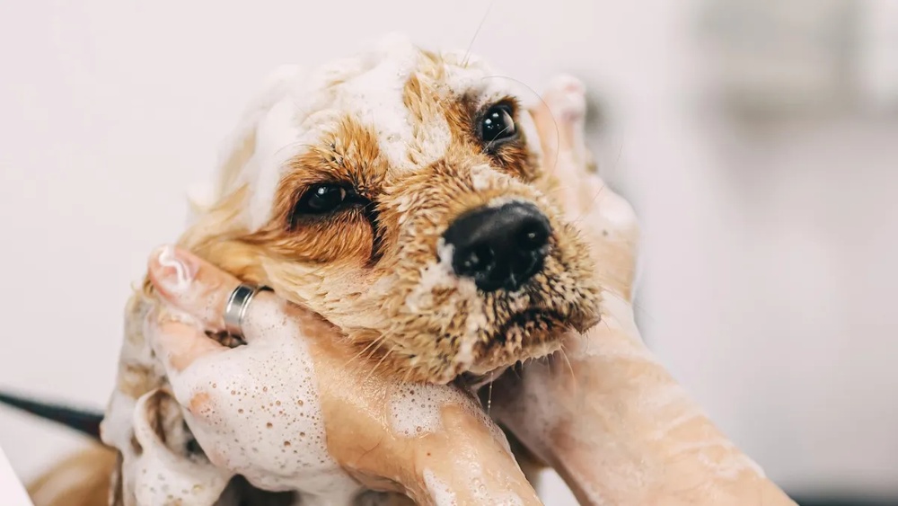 Should I Bathe My Dog before Grooming