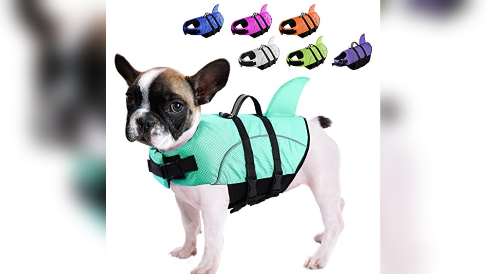 Swimming Pool Accessories for Dogs