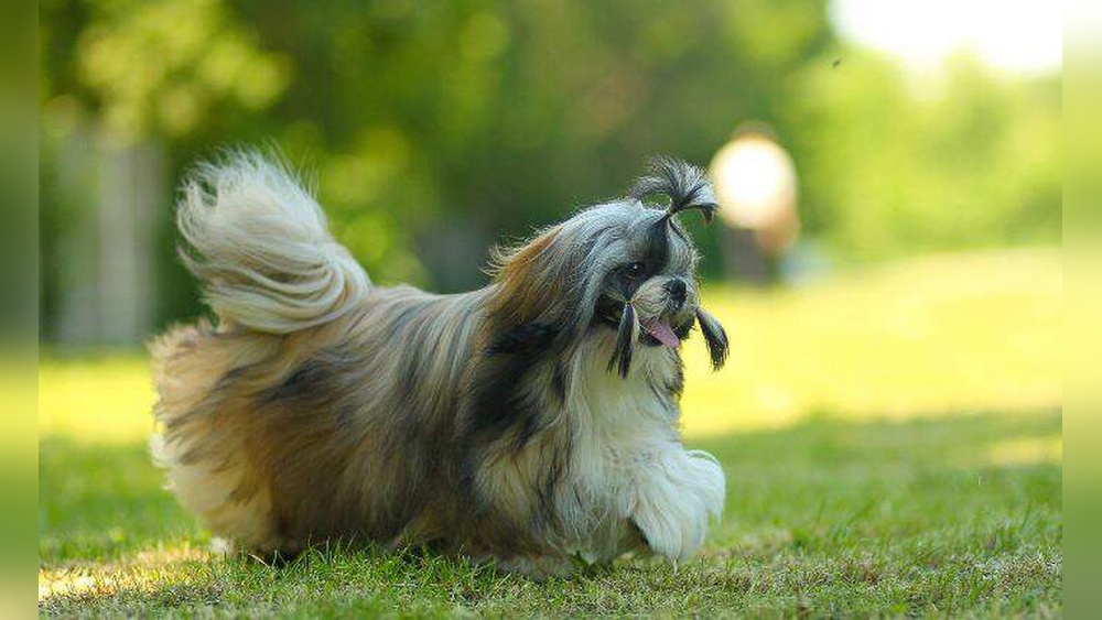 Ten Best Dogs for Seniors